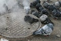 Urban pigeons warm in the winter next to the manhole