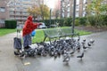 Urban pigeons