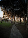 Urban pine tree park Parque Los Pinares with walkway path trail in city of Santander Cantabria Spain Europe