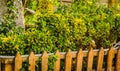 Urban Plants And Vegetation In Local Park