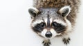 a racoon on white background is looking up