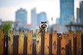 urban raccoon on a fence with cityscape background