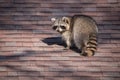 Urban Raccoon On Roof in Toronto, Canada