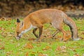 Urban Red Fox Royalty Free Stock Photo