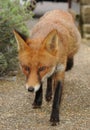 An urban red fox on the prowl Royalty Free Stock Photo