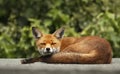 Urban red fox sleeping on the roof of a shed Royalty Free Stock Photo