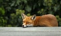 Urban red fox sleeping on the roof of a shed