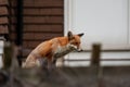 Urban red fox Vulpes vulpes wandering on top of brick wall. Royalty Free Stock Photo