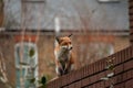 Urban red fox Vulpes vulpes wandering on top of brick wall. Royalty Free Stock Photo