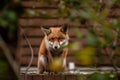 Urban red fox Vulpes vulpes wandering on top of brick wall. Royalty Free Stock Photo