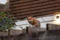 Urban red fox Vulpes vulpes wandering on top of brick wall. Royalty Free Stock Photo