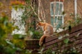 Urban red fox Vulpes vulpes wandering on top of brick wall. Royalty Free Stock Photo