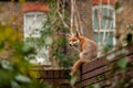 Urban red fox Vulpes vulpes wandering on top of brick wall. Royalty Free Stock Photo