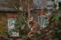 Urban red fox Vulpes vulpes wandering on top of brick wall. Royalty Free Stock Photo