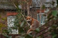 Urban red fox Vulpes vulpes wandering on top of brick wall. Royalty Free Stock Photo