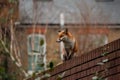 Urban red fox Vulpes vulpes wandering on top of brick wall. Royalty Free Stock Photo