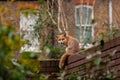 Urban red fox Vulpes vulpes wandering on top of brick wall. Royalty Free Stock Photo