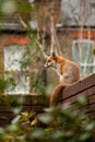 Urban red fox Vulpes vulpes wandering on top of brick wall. Royalty Free Stock Photo