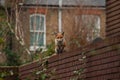 Urban red fox Vulpes vulpes wandering on top of brick wall. Royalty Free Stock Photo