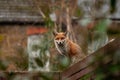 Urban red fox Vulpes vulpes wandering on top of brick wall.