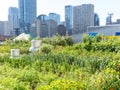 Urban Rooftop Farm