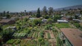 Urban rooftop garden with flourishing plants and cityscape