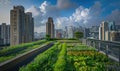 Urban rooftop garden. Modern skyscrapers, view from a terrace