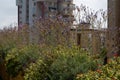 Urban rooftop garden with vibrant purple flowers, greenery, and cityscape backdrop in Ramat Gan, Israel