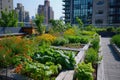 Urban rooftop garden with a view of the cityscape