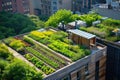 Urban rooftop garden with a view of the cityscape