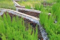 Urban rooftop gardening with organic herb and vegetable for limited space garden in modern city area