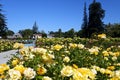 Urban Rose Garden, San Jose, CA