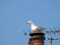 Urban seagull single bird roosting nest nesting seagulls birds aerial rooftop town city roof building tv heron gulls gull Royalty Free Stock Photo