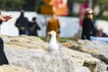 An urban seagull wandering among the people on the beach watching the smokers