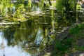 Urban small lake coast at summer sunny day