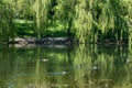 Urban small lake in Minsk at summer sunny day