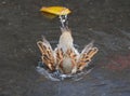 The urban Sparrow bathing in a puddle