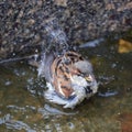 The urban Sparrow bathing in a puddle