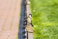 Urban sparrow on bronze fence