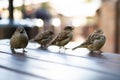 Urban sparrows in a cafe on the table. Royalty Free Stock Photo