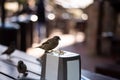 Urban sparrows in a cafe on the table. Royalty Free Stock Photo