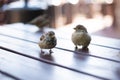 Urban sparrows in a cafe on the table. Royalty Free Stock Photo