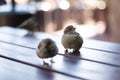 Urban sparrows in a cafe on the table. Royalty Free Stock Photo