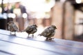Urban sparrows in a cafe on the table. Royalty Free Stock Photo