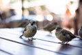 Urban sparrows in a cafe on the table. Royalty Free Stock Photo