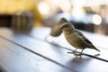 Urban sparrows in a cafe on the table. Royalty Free Stock Photo
