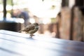 Urban sparrows in a cafe on the table. Royalty Free Stock Photo
