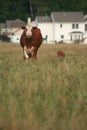 Urban Sprawl: Homes vs Cows Royalty Free Stock Photo