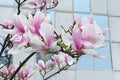 Urban Spring. Beautiful natural Magnolia flowers on city office building background