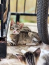 Urban Stray Kittens Resting by a Wheel and A beautiful kitten looking straight into the camera